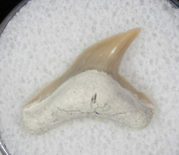 Fossil Tiger Shark Tooth - Lee Creek Mine #12866